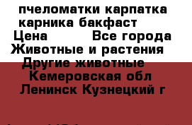 пчеломатки карпатка карника бакфаст F-1 › Цена ­ 800 - Все города Животные и растения » Другие животные   . Кемеровская обл.,Ленинск-Кузнецкий г.